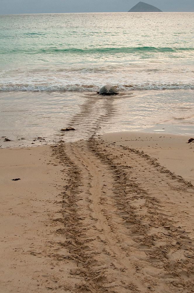 After laying its eggs on a Galapagos beach- this sea turtle returning to the ocean. art print by Betty Sederquist for $57.95 CAD