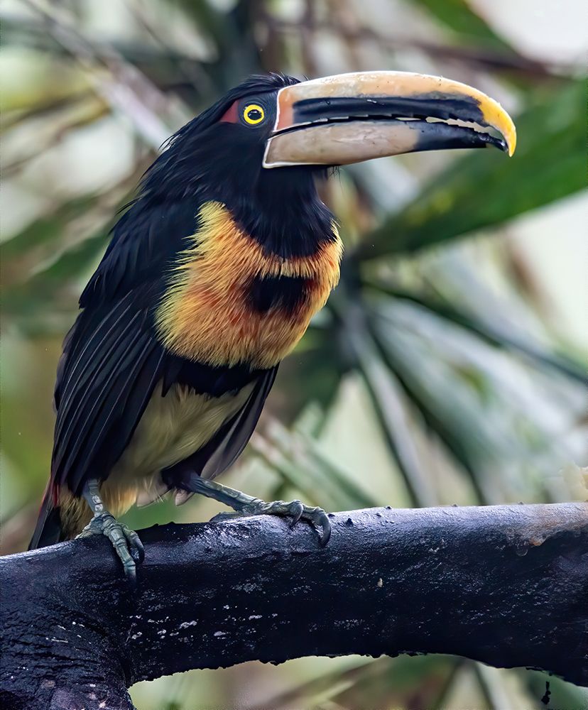 Aracari in the Cloud Forest has a huge bill. art print by Betty Sederquist for $57.95 CAD