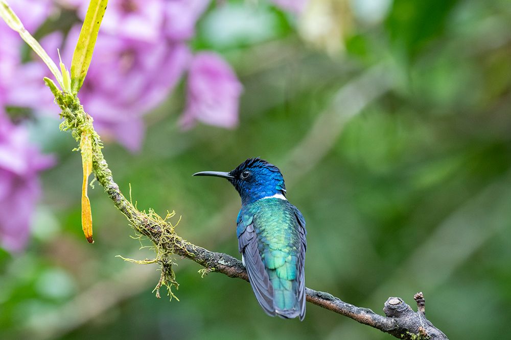 Ecuador-Tandayapa Valley-Alambi Reserve. White-necked Jacobin hummingbird art print by Cindy Miller Hopkins for $57.95 CAD