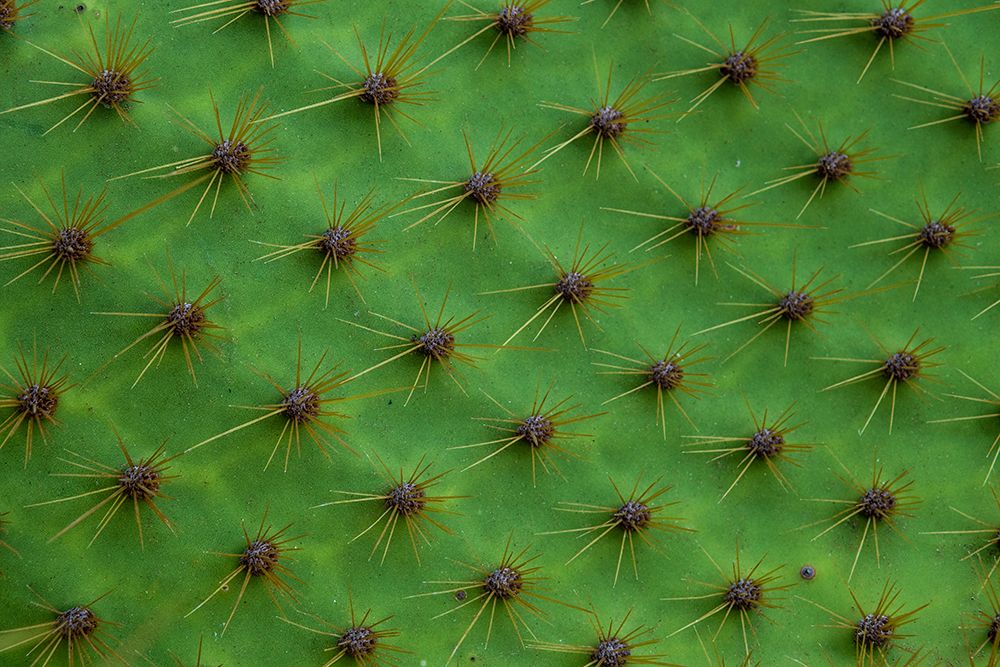 Close up of a cactus-South Plaza Island-Galapagos islands-Ecuador art print by Sergio Pitamitz for $57.95 CAD