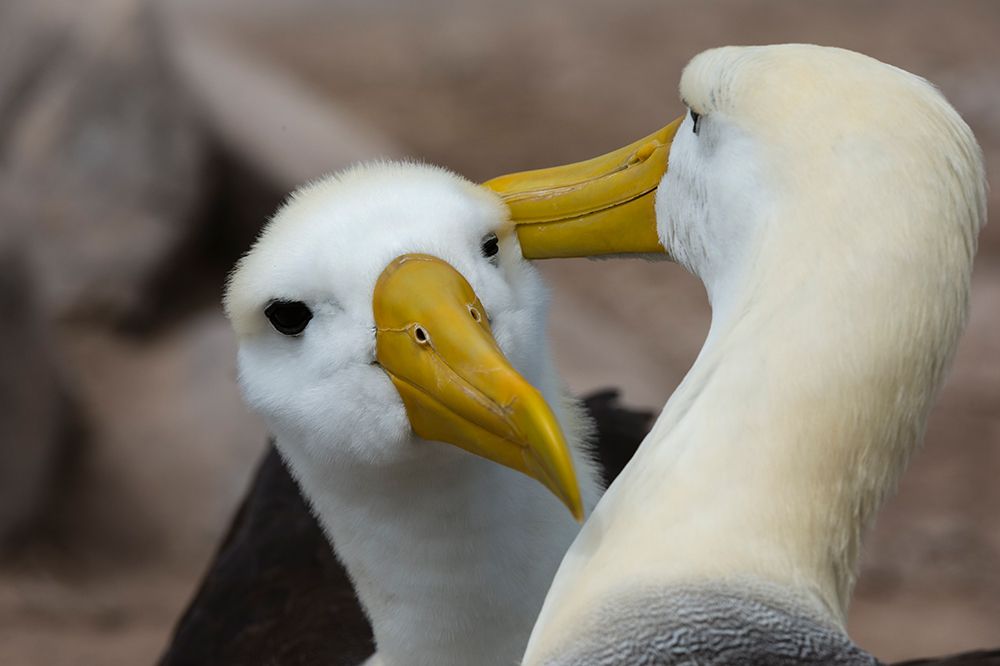 A couple of waved albatrosses-Diomedea irrorata Espanola Island-Galapagos-Ecuador art print by Sergio Pitamitz for $57.95 CAD