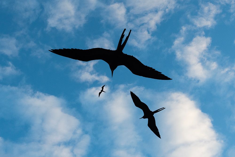Great frigate birds-flying against a blue sky South Plaza Island-Galapagos-Ecuador art print by Sergio Pitamitz for $57.95 CAD