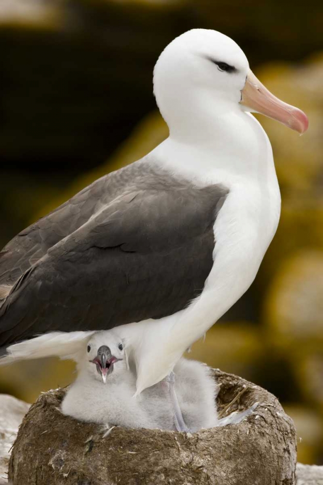 New Island Black-browed albatross and chick art print by Don Grall for $57.95 CAD