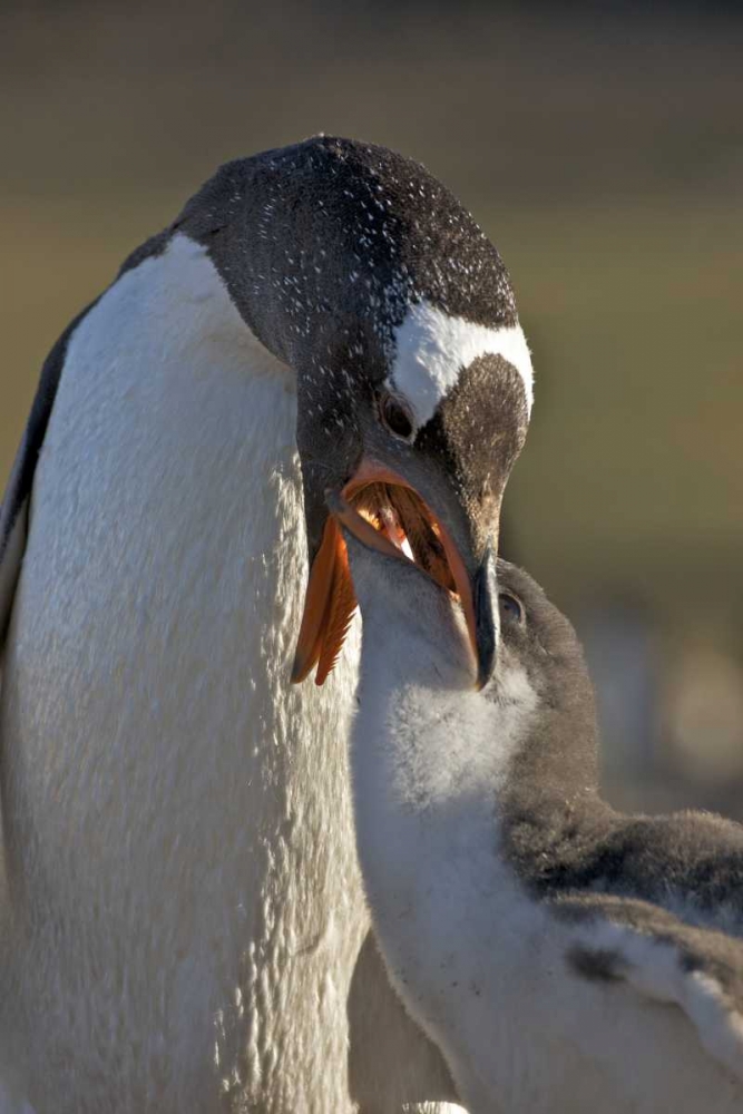 Saunders Island Gentoo penguin feeds its chick art print by Josh Anon for $57.95 CAD