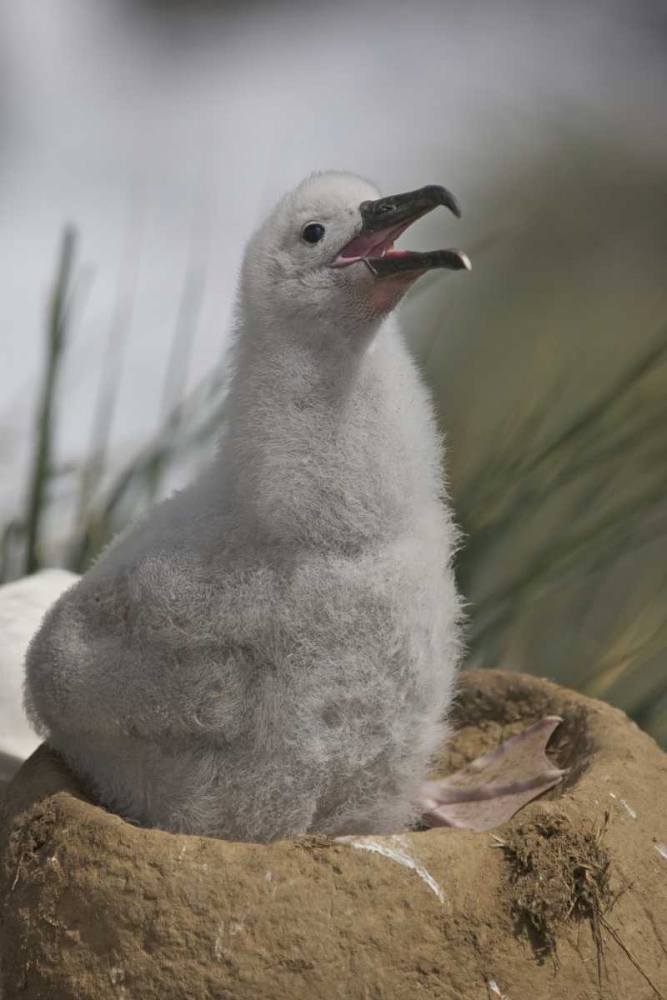 Saunders Island A juvenile albatross calling art print by Josh Anon for $57.95 CAD
