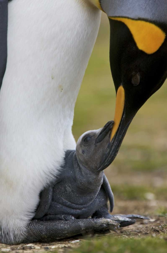 Volunteer Point King penguin nuzzles its baby art print by Josh Anon for $57.95 CAD
