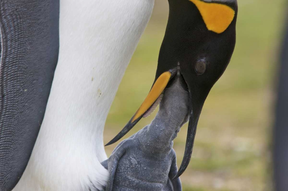 Volunteer Point A king penguin feeds its chick art print by Josh Anon for $57.95 CAD