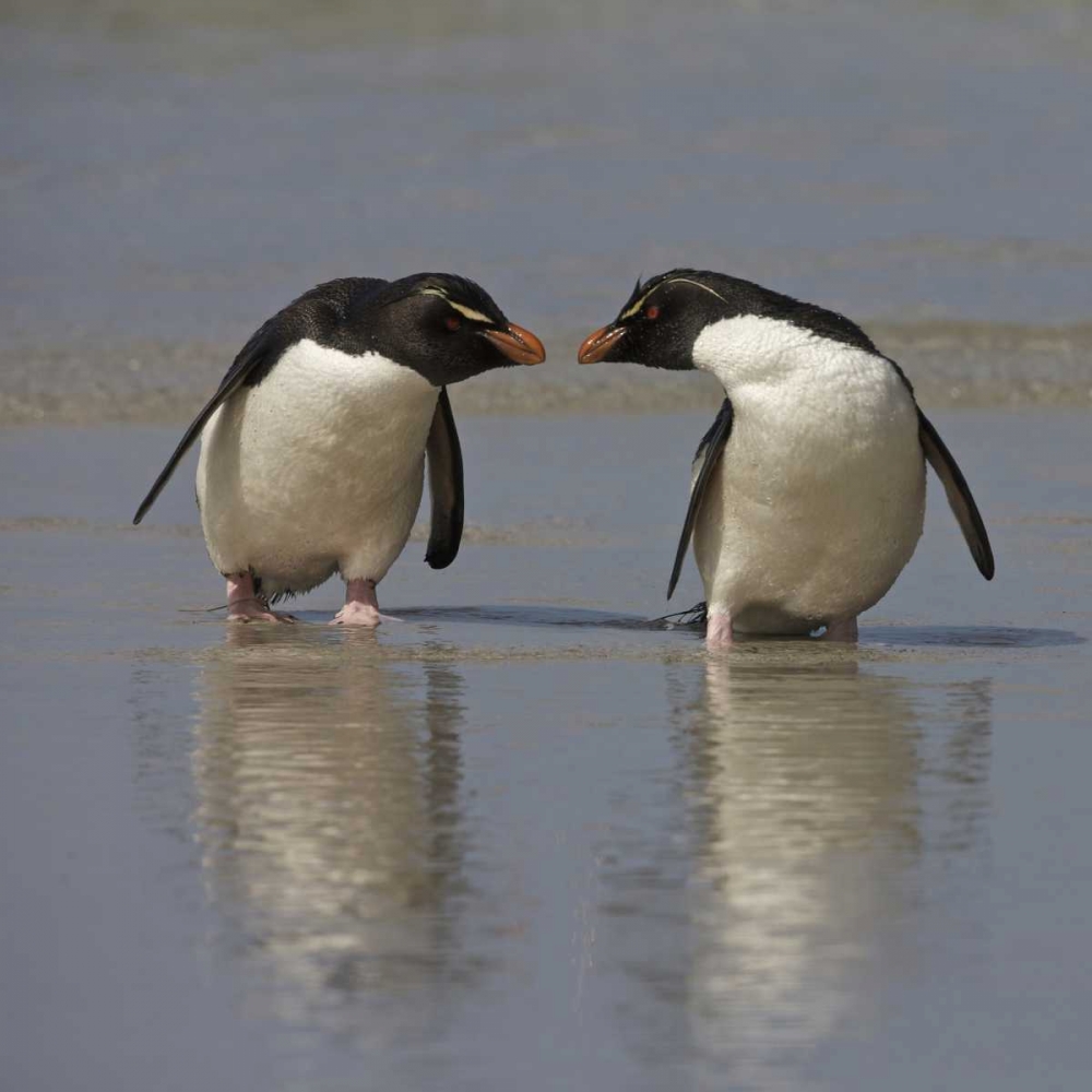 Falkland Islands Rockhopper penguins on beach art print by Ellen Anon for $57.95 CAD