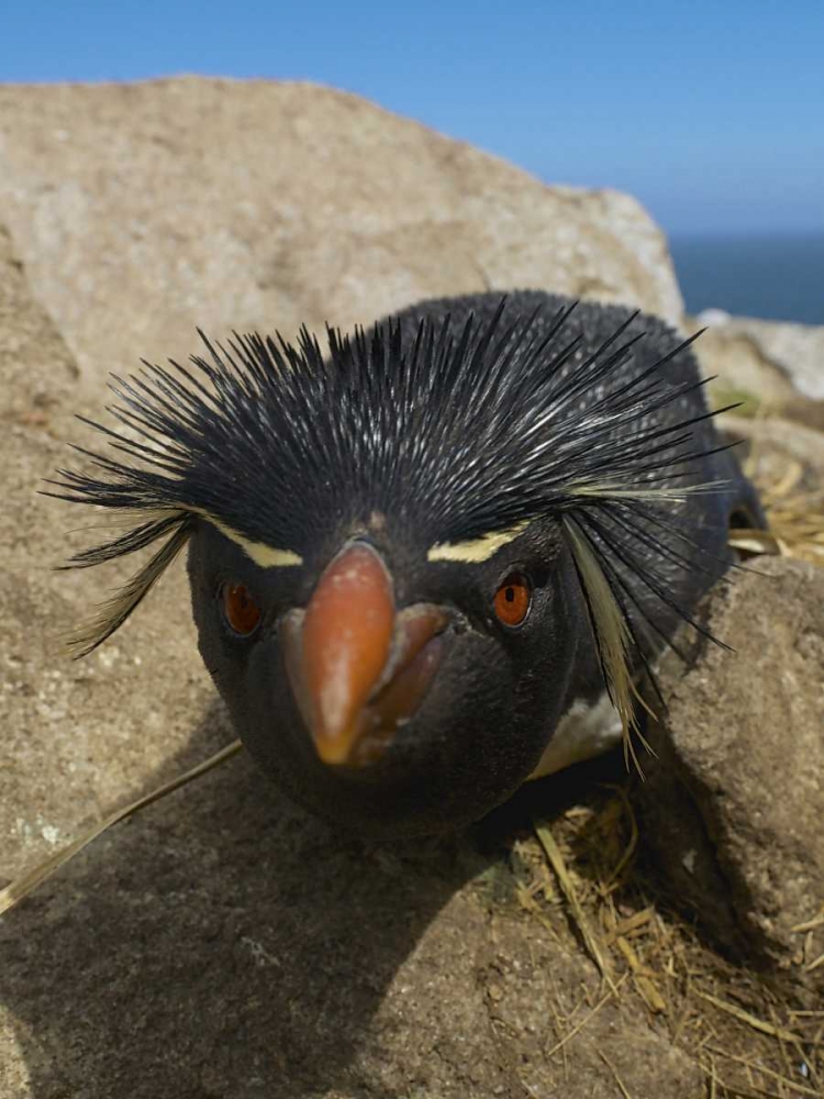 Falkland Islands Close-up of rockhopper penguin art print by Ellen Anon for $57.95 CAD