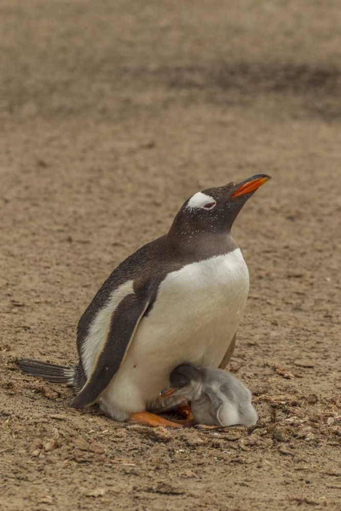 Saunders Island Gentoo penguin adult with chick art print by Cathy and Gordon Illg for $57.95 CAD