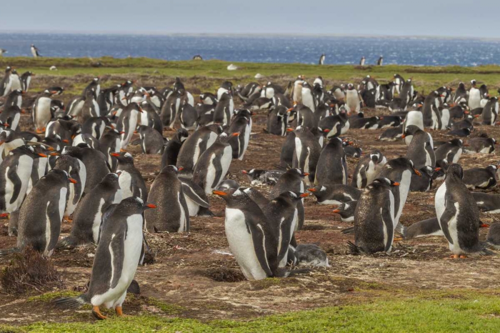 Falkland Islands, Bleaker Island Gentoo penguins art print by Cathy and Gordon Illg for $57.95 CAD