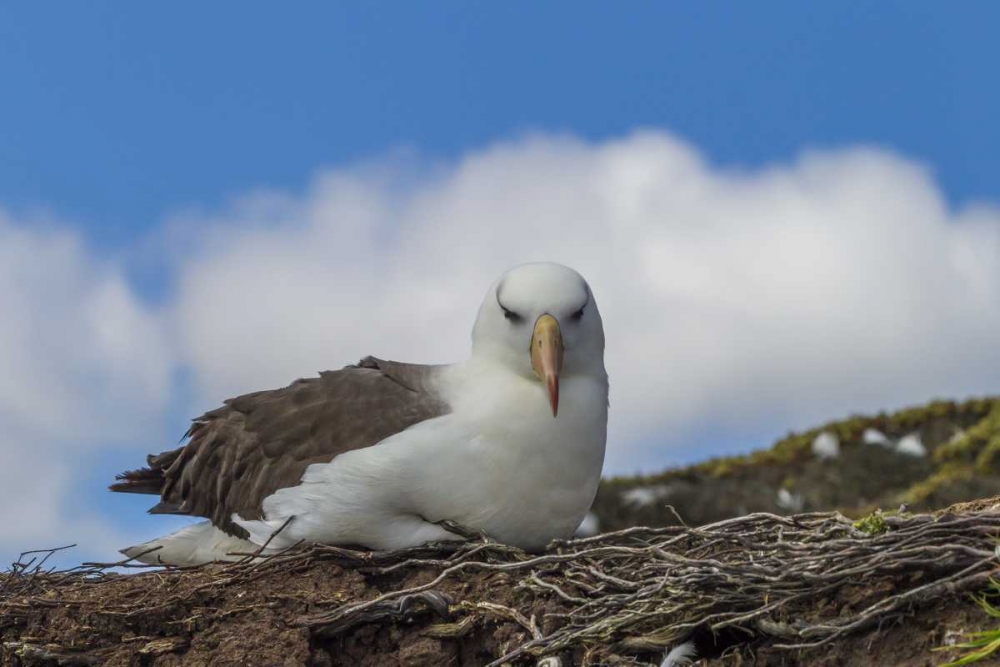 Saunders Island Black-browed albatross resting art print by Cathy and Gordon Illg for $57.95 CAD