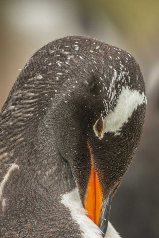 Bleaker Island Gentoo penguin adult preening art print by Cathy and Gordon Illg for $57.95 CAD