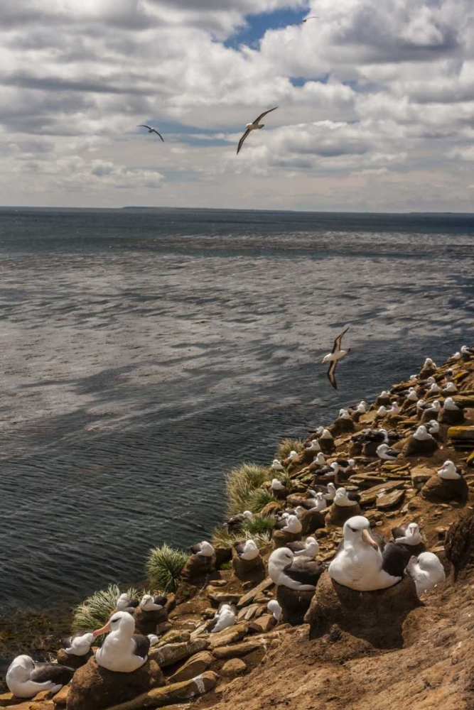 Saunders Island Black-browed albatross colony art print by Cathy and Gordon Illg for $57.95 CAD