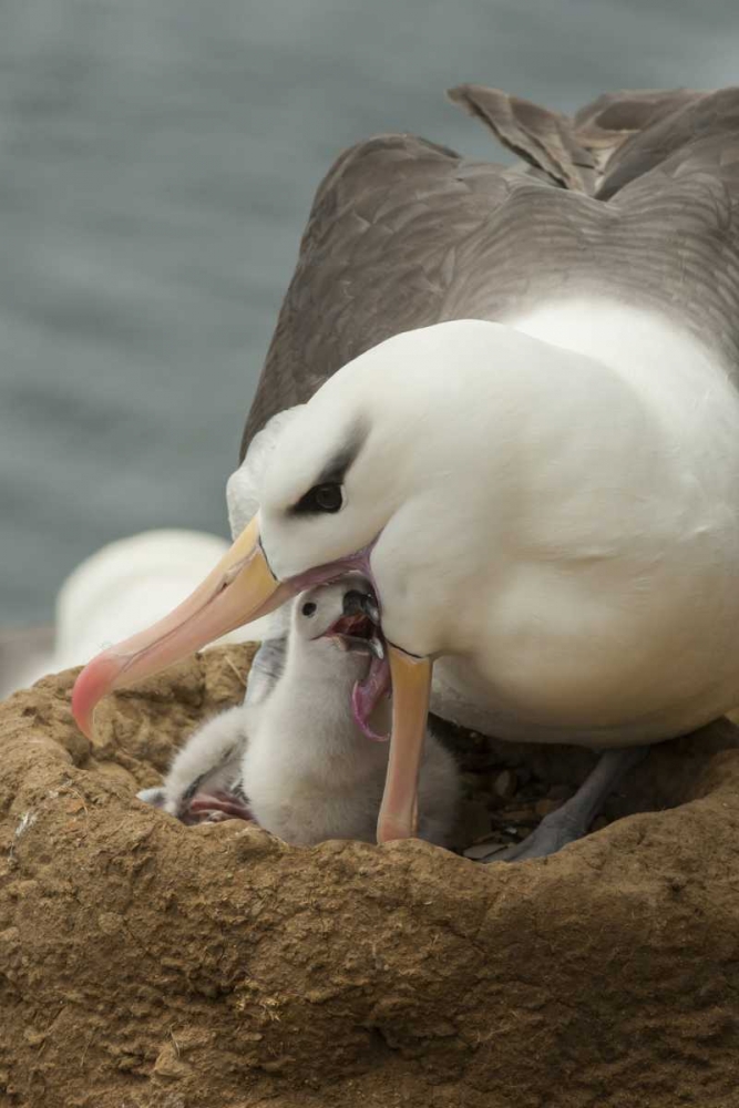 Saunders Island Black-browed albatross and chick art print by Cathy and Gordon Illg for $57.95 CAD