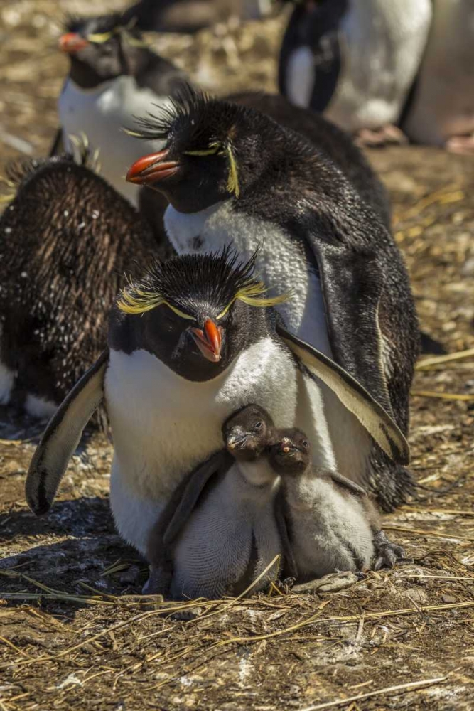 Bleaker Island Rockhopper penguin family art print by Cathy and Gordon Illg for $57.95 CAD