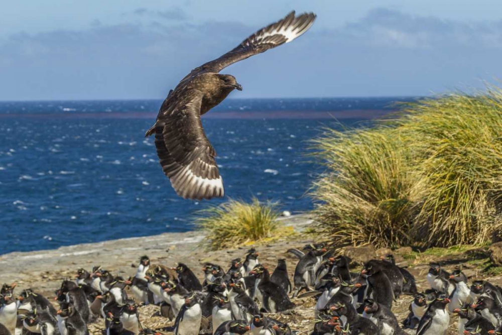 Bleaker Island Falkland skua over penguin colony art print by Cathy and Gordon Illg for $57.95 CAD