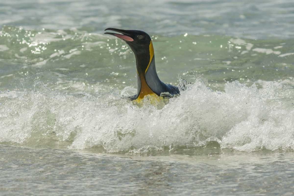 East Falkland King penguin in surf art print by Cathy and Gordon Illg for $57.95 CAD