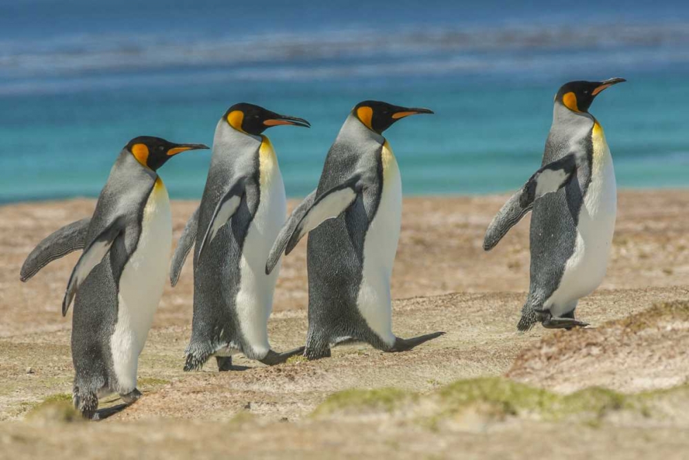 East Falkland King penguins walking art print by Cathy and Gordon Illg for $57.95 CAD
