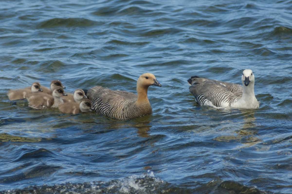 Bleaker Island Upland goose family swimming art print by Cathy and Gordon Illg for $57.95 CAD