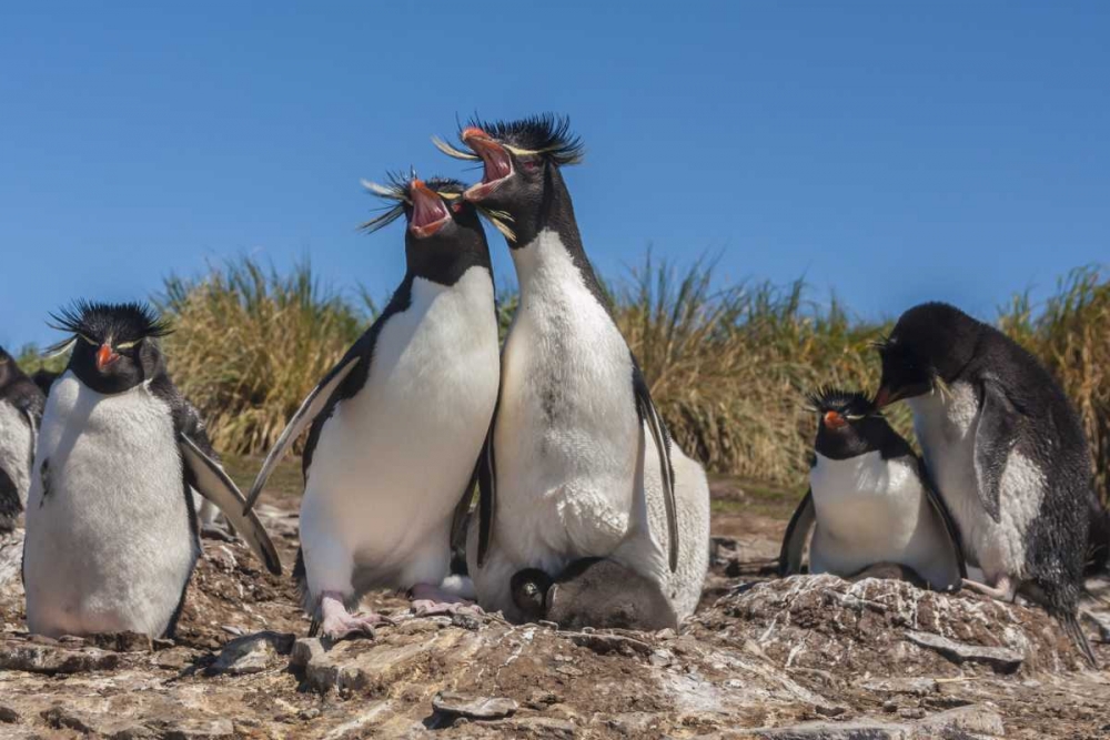 Bleaker Island Rockhopper penguins sing duet art print by Cathy and Gordon Illg for $57.95 CAD