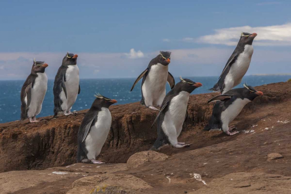 Saunders Island Group of rockhopper penguins art print by Cathy and Gordon Illg for $57.95 CAD