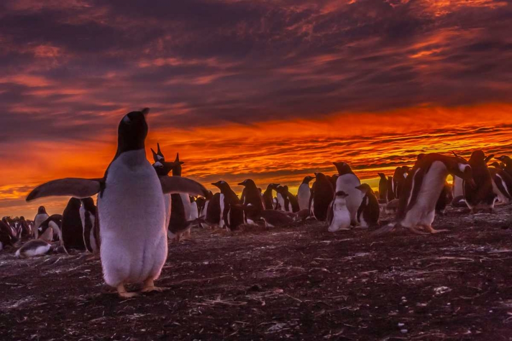 Sea Lion Island Gentoo penguin colony at sunset art print by Cathy and Gordon Illg for $57.95 CAD