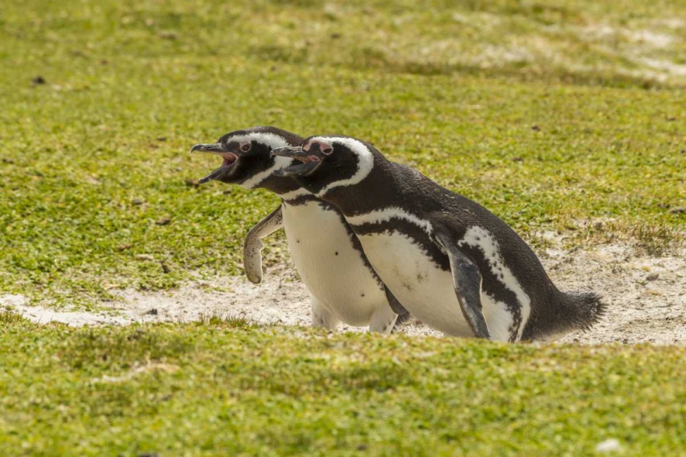 East Falkland Magellanic penguins braying art print by Cathy and Gordon Illg for $57.95 CAD