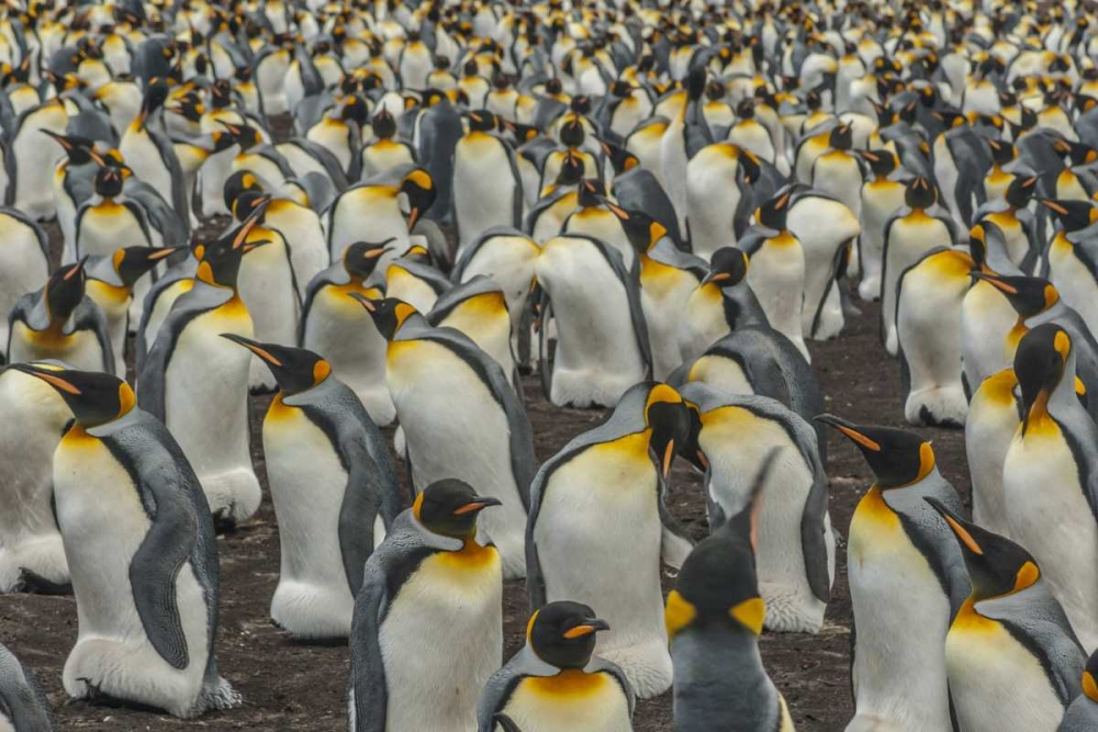 East Falkland, Volunteer Point King penguins art print by Cathy and Gordon Illg for $57.95 CAD