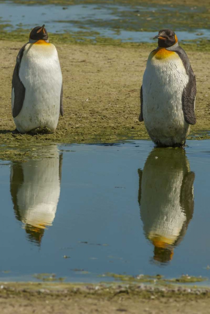 East Falkland King penguins reflecting in water art print by Cathy and Gordon Illg for $57.95 CAD