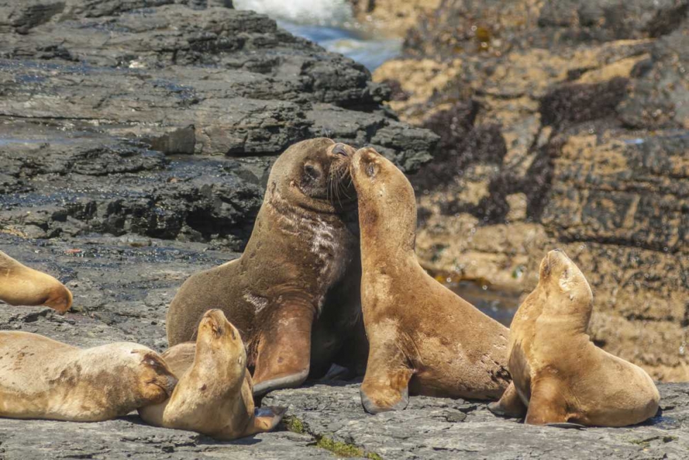 Bleaker Island Southern sea lions near water art print by Cathy and Gordon Illg for $57.95 CAD