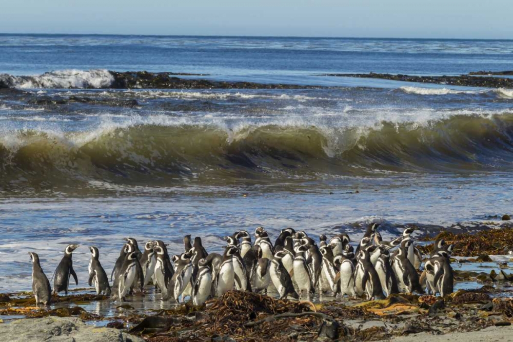 Sea Lion Island Magellanic penguins and surf art print by Cathy and Gordon Illg for $57.95 CAD