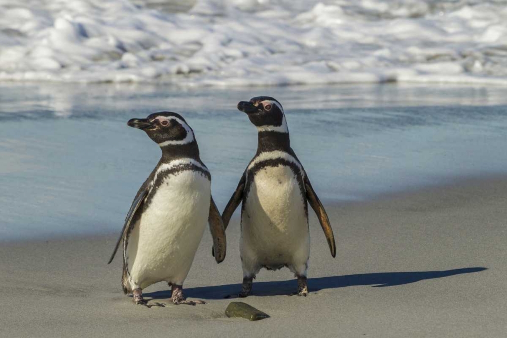 Sea Lion Island Magellanic penguins on beach art print by Cathy and Gordon Illg for $57.95 CAD