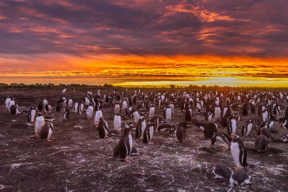 Sea Lion Island Gentoo penguins colony at sunset art print by Cathy and Gordon Illg for $57.95 CAD