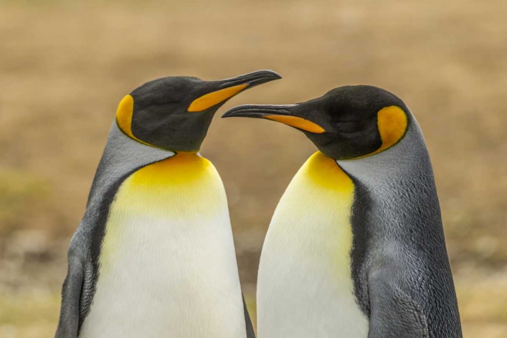 East Falkland Pair of king penguins art print by Cathy and Gordon Illg for $57.95 CAD