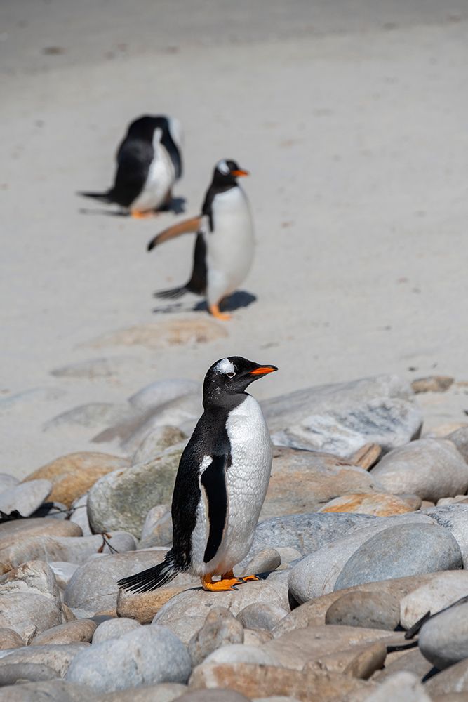 Falkland Islands, West Falklands, Grave Cove. Gentoo penguins on sandy white beach. art print by Cindy Miller Hopkins for $57.95 CAD