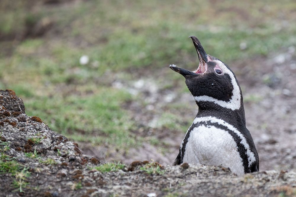 Falkland Islands, West Falklands, Saunders Island. Magellanic penguin. art print by Cindy Miller Hopkins for $57.95 CAD