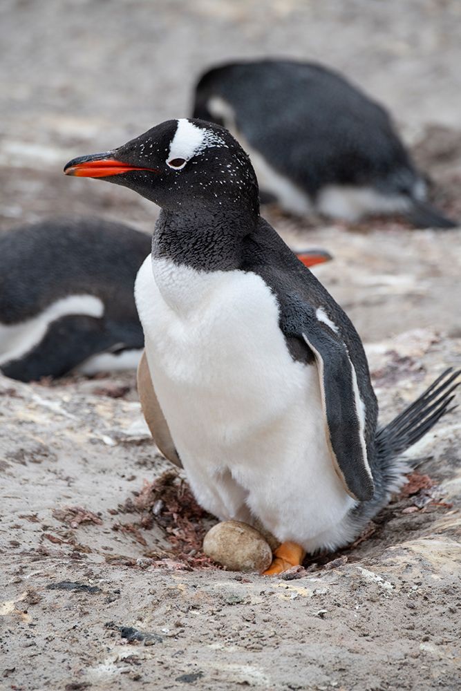 Falkland Islands, West Falklands, Saunders Island. Nesting gentoo penguin with egg. art print by Cindy Miller Hopkins for $57.95 CAD