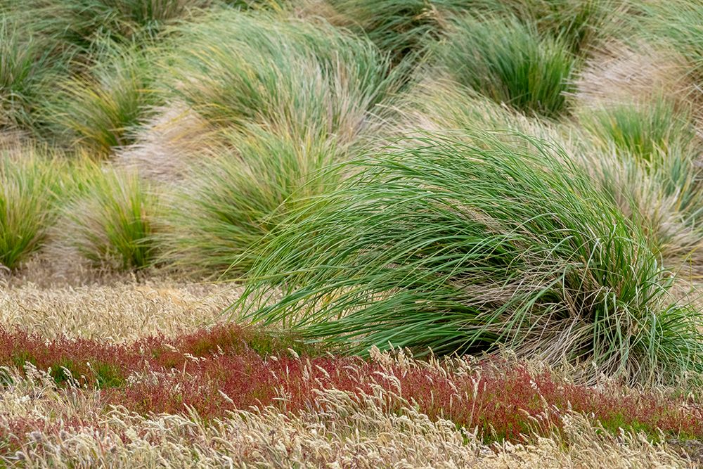 Falkland Islands, Sea Lion Island. Tussock grass. Ruaaoxk grass along with other native grasses. art print by Ellen B. Goff for $57.95 CAD