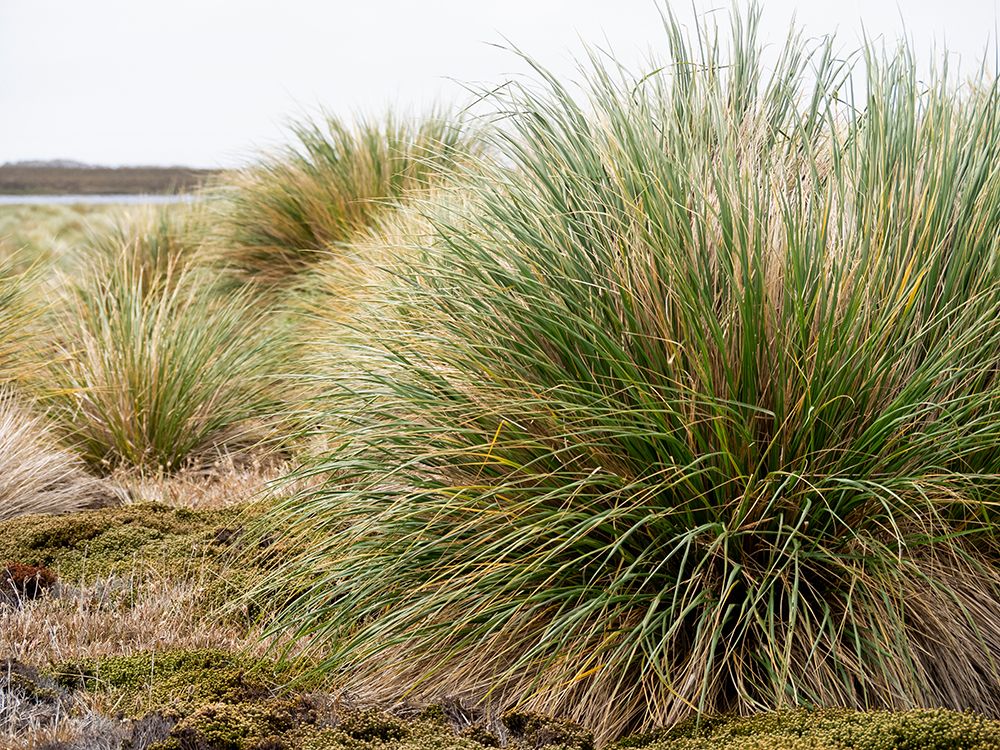 Falkland Islands, Sea Lion Island. Tussock grass. Ruaaoxk grass along with other native grasses. art print by Ellen B. Goff for $57.95 CAD