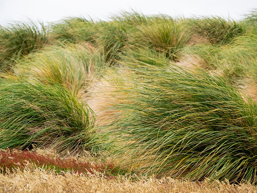 Falkland Islands, Sea Lion Island. Tussock grass. Ruaaoxk grass along with other native grasses. art print by Ellen B. Goff for $57.95 CAD