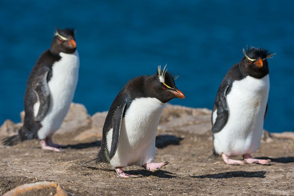Three rockhopper penguins-Eudyptes chrysocome-on a cliff Pebble Island-Falkland Islands art print by Sergio Pitamitz for $57.95 CAD