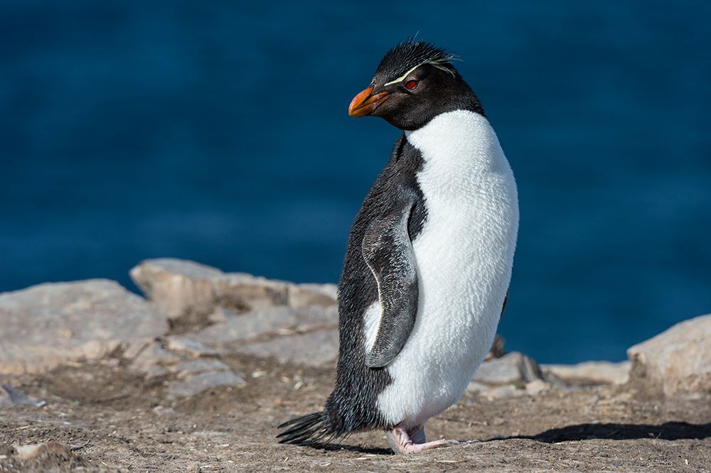 Portrait of a rockhopper penguin-Eudyptes chrysocome Pebble Island-Falkland Islands art print by Sergio Pitamitz for $57.95 CAD