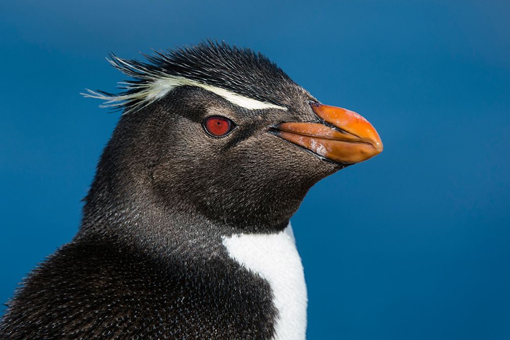 Close-up portrait of a rockhopper penguin-Eudyptes chrysocome Pebble Island-Falkland Islands art print by Sergio Pitamitz for $57.95 CAD
