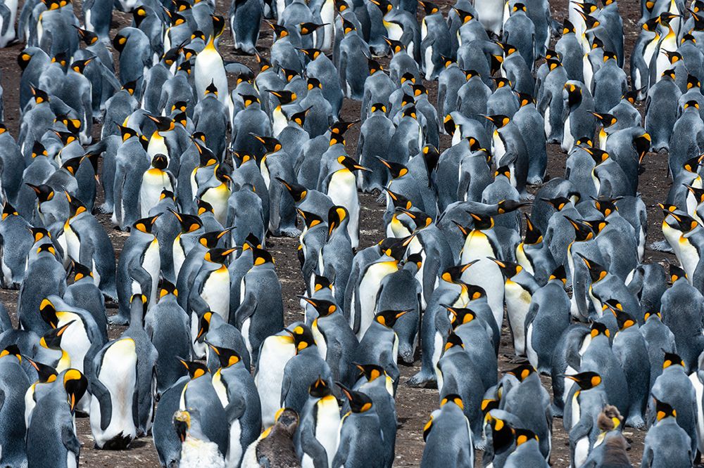 A king penguin colony-Aptenodytes patagonicus Volunteer Point-Falkland Islands art print by Sergio Pitamitz for $57.95 CAD