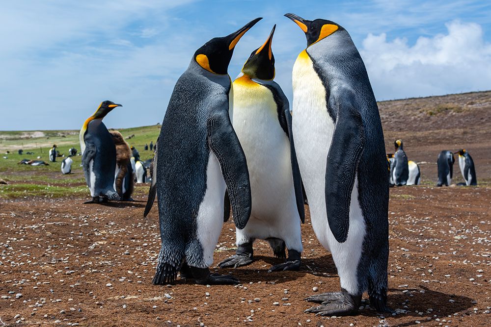 King penguins-Aptenodytes patagonicus-at a colony Volunteer Point-Falkland Islands art print by Sergio Pitamitz for $57.95 CAD