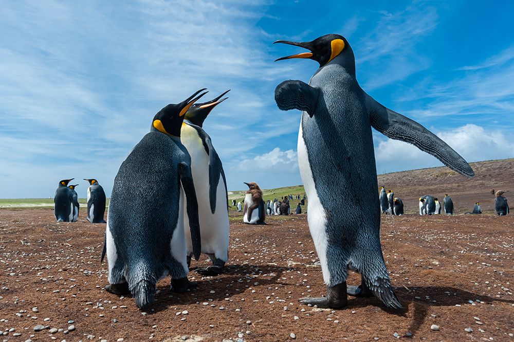 King penguins-Aptenodytes patagonicus-fighting Volunteer Point-Falkland Islands art print by Sergio Pitamitz for $57.95 CAD