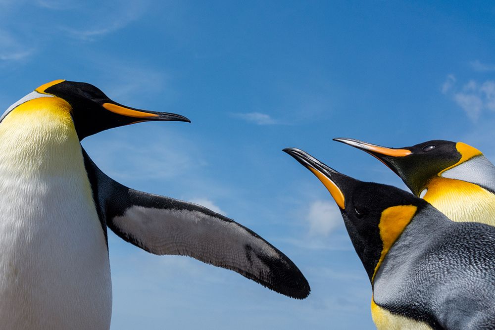 King penguins-Aptenodytes patagonicus-fighting Volunteer Point-Falkland Islands art print by Sergio Pitamitz for $57.95 CAD