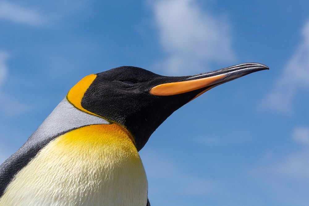 Portrait of a king penguin-Aptenodytes patagonicus Volunteer Point-Falkland Islands art print by Sergio Pitamitz for $57.95 CAD