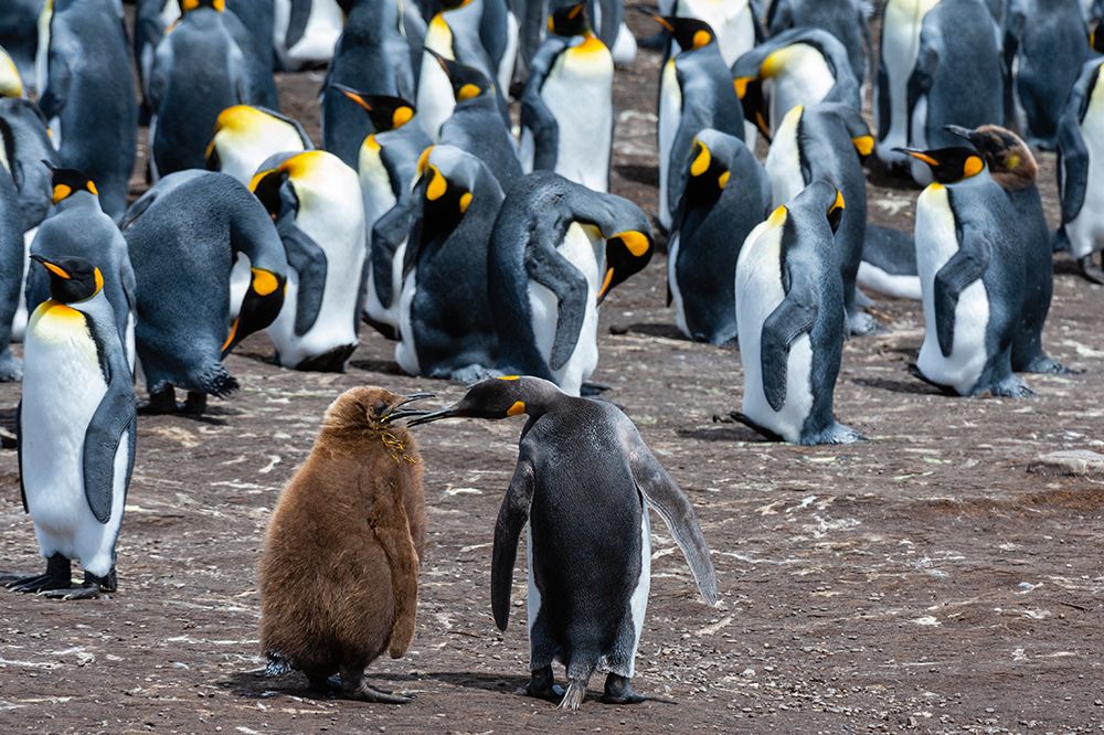 King penguins-mother and chick-in a colony Volunteer Point-Falkland Islands art print by Sergio Pitamitz for $57.95 CAD